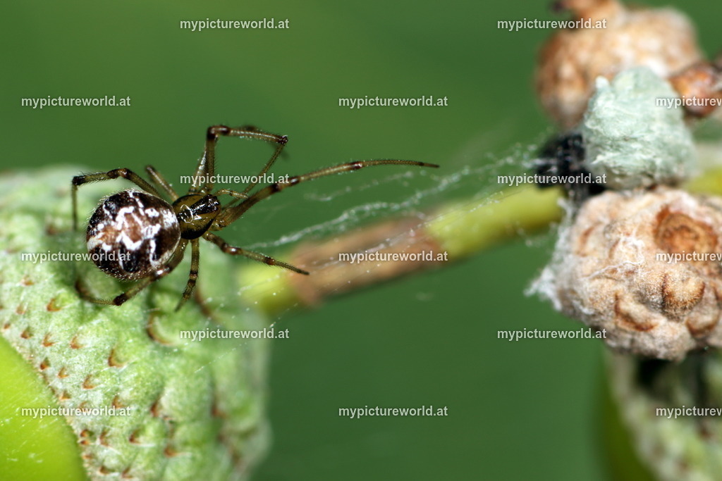 Phylloneta sisyphia-005 | Das Bilderarchiv über Tiere, Planzen und Landschaften. In der Bilddatenbank finden Sie ein große Auswahl an hochwertigen Bilder für Ihre Werbung - Realisiert mit Pictrs.com