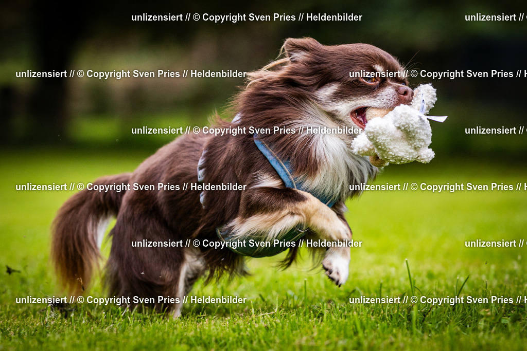 Sven Pries | 2024-09-22 - Hunderennen Baden-BadenPudelverein - Realisiert mit Pictrs.com