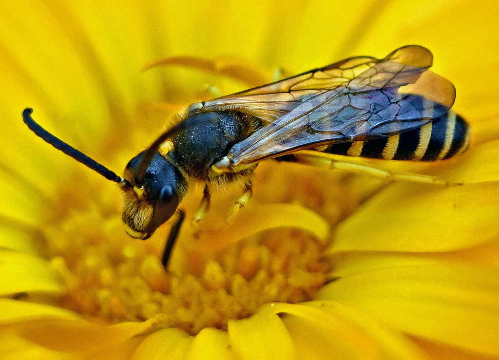 Bienenwolf01 | lucisnaturbilder - Realisiert mit Pictrs.com