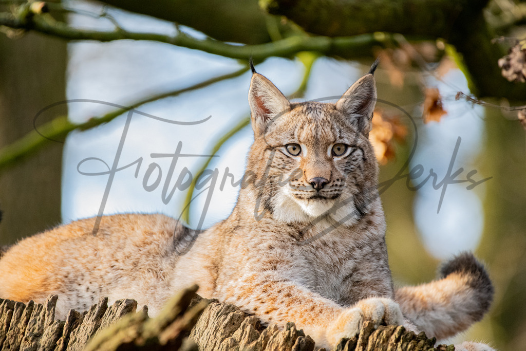 tiere-1-15 | fotografie-derks - Realisiert mit Pictrs.com