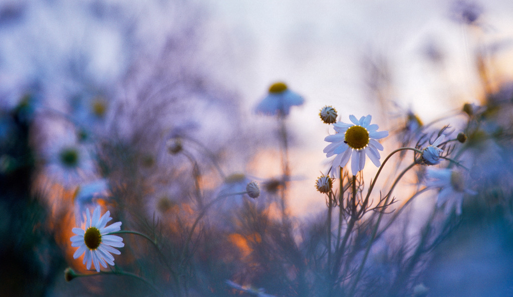 Margeriten im Blumengarten | Austria - July 21, 2010: Margeriten im Blumengarten. - Realisiert mit Pictrs.com