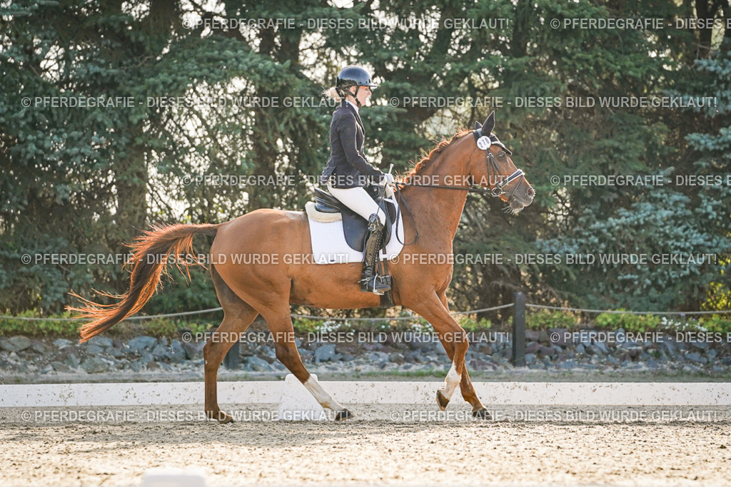 DSC08085 | Pferdegrafie