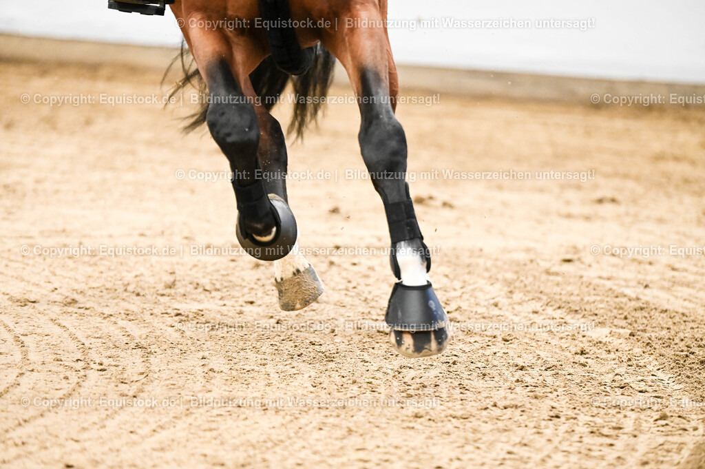 20260307_Hengstvorstellung-Marbach_0034 | equistock