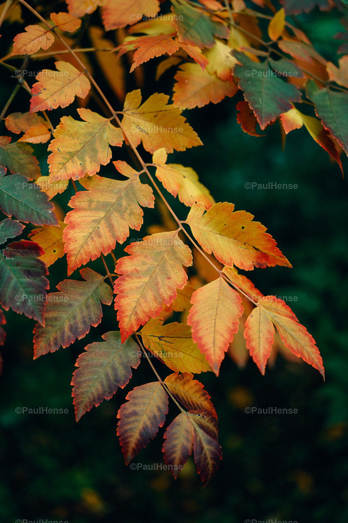 20221020_PaulHense_S0045_DSC00133 | paulhense - Realisiert mit Pictrs.com