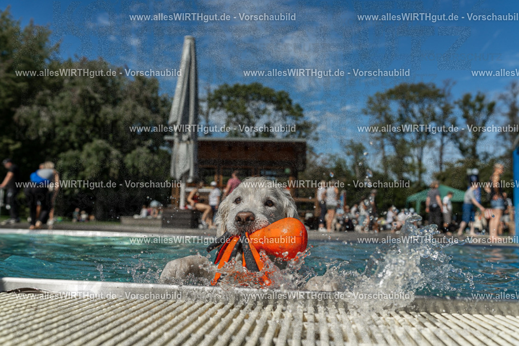 Hundeschwimmen_Volksbad_2026-allesWIRTHgut_Tierfotografie-2609061308-121804-7R500548 | Professionelle Tierfotografie in Mönchengladbach von Daniel Wirth (allesWIRTHgut). Liebevolle & natürliche Bilder von Hunden & Katzen für unvergessliche Erinnerungen.