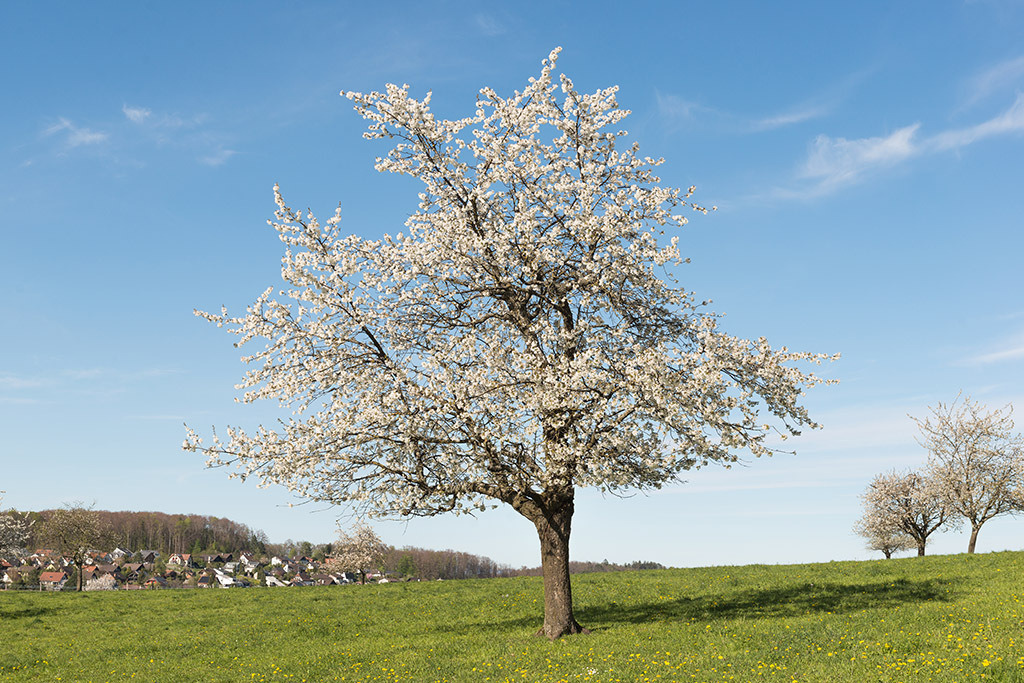 Blühender Kirschbaum | im Frühling. - Realisiert mit Pictrs.com