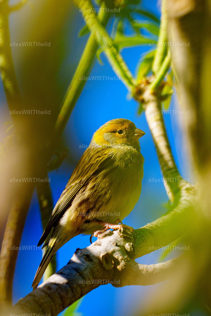 allesWIRTHgut Tierfotografie - allesWIRTHgut.de - 7IV07102 | Entdecke die faszinierende Welt der Natur- und Wildlife-Fotografie von Daniel und Bärbel. Inspirierende Bilder von wilden Tieren und kleinen Naturwundern.