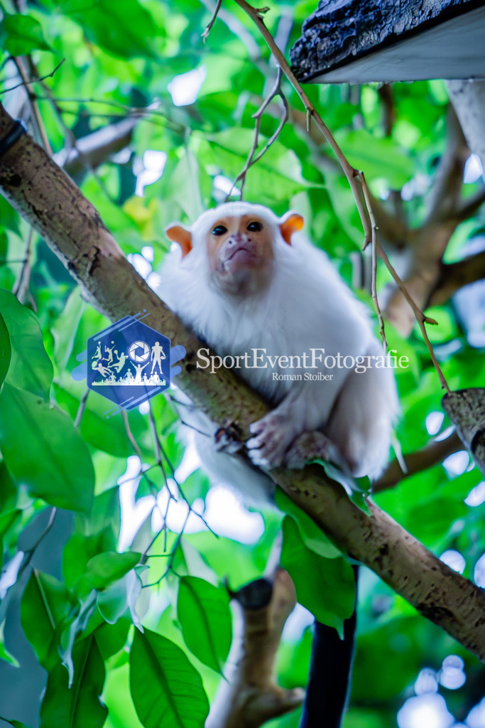 IMG_7685 | SportEventFotografie - Roman Stoiber