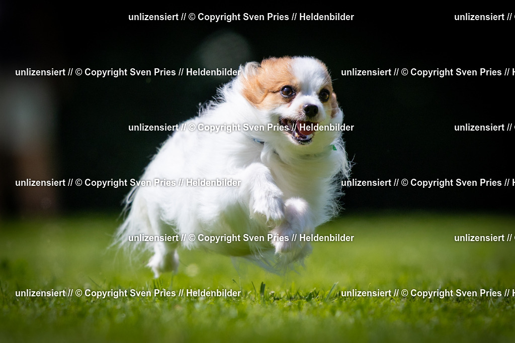 Sven Pries | 2025-08-10 - Hunderennen Durlach - Realisiert mit Pictrs.com