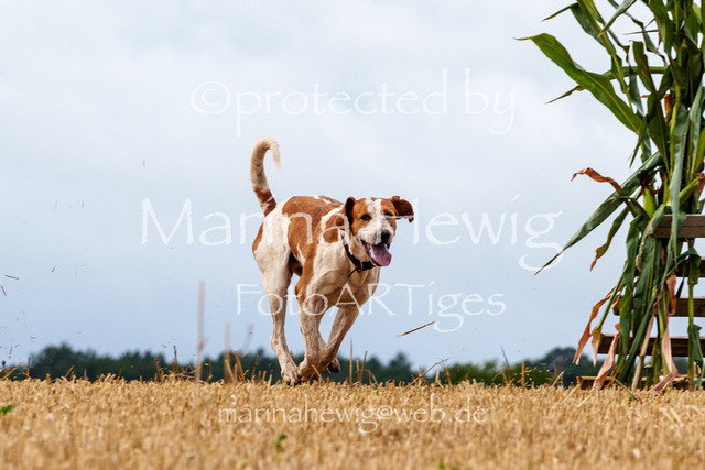 Jagd Knoop 26_MarinaHewigMCH02285 | Fotografie, FotoArt, PferdesportArt, Pferdesportfotografie, Landschaftsfotografie, Reisefotografie, Reise, Pferde - Realisiert mit Pictrs.com