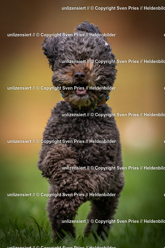 Sven Pries | 2025-04-13 - Hunderennen Baden-Baden - Realisiert mit Pictrs.com