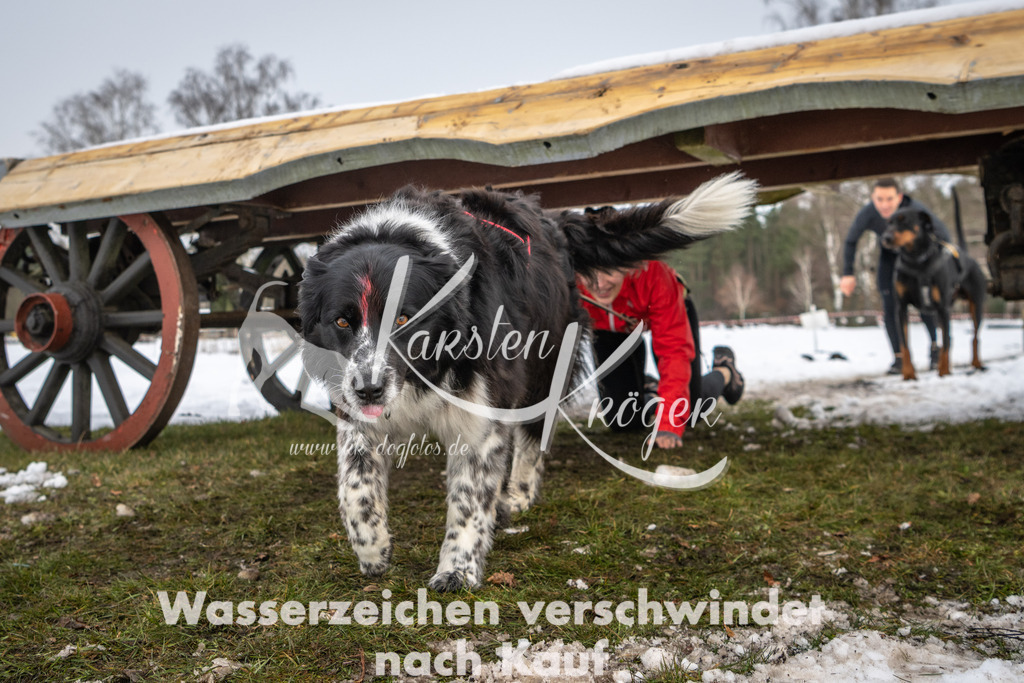 0939_ZZ91170 | kk-dogfotos