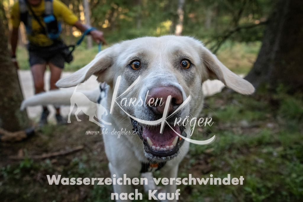 0955_ZZ94234 | kk-dogfotos