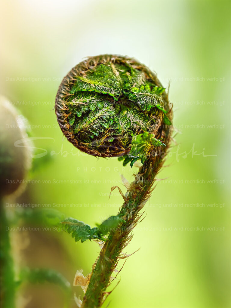 Wandbild Farn Kringel | People- und Tierfotografie, Imageaufnahmen, Veranstaltungsfotografie und Wandbilder aus der Natur ★ Made in Germany ✔️ Druck + Downloads ✔️ Naturfotografie in Top Qualität ★ schneller Versand, weltweite Lieferung! - Realisiert mit Pictrs.com