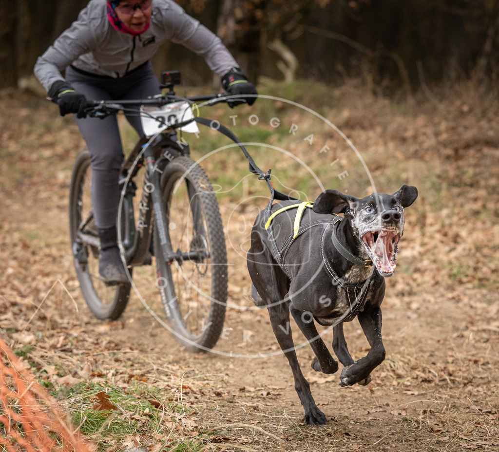 Pfotenfotografie_DV3A2569 | Hundefotografie, Tierfotograf, Pfotenfotografie, Fotoshooting Hund, Hunde Portrait, Hundesport, Hundeportraits, Heideshooting, Hunde, Sportfotograf, Hundefotograf, Turnierhundsport, THS,  - Realisiert mit Pictrs.com