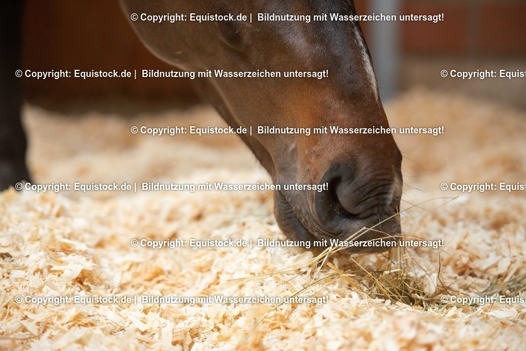 20190409_Einstreu_in_Pferdebox_0061 | Foto: Thomas Hartig