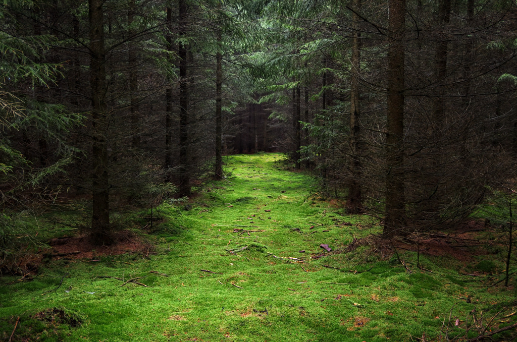 Bemooster Waldboden | Man möchte das Moos nicht zerstören, aber barfuß auf diesem Moos zu laufen, ersetzt jede Fußmassage. - Realisiert mit Pictrs.com