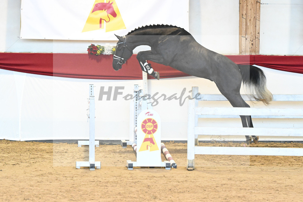Kat-Nr. 35 Hickstead White x Alcatraz_Sommer_43231357 | hf-fotografie - Realisiert mit Pictrs.com