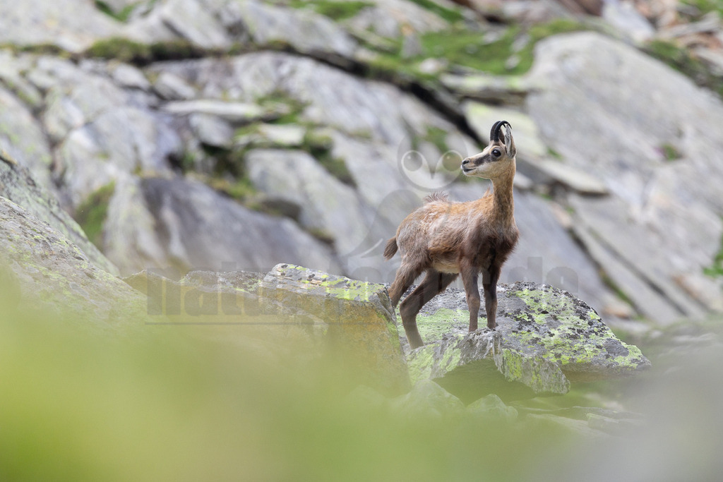 _5NF0786_20250713 | Der Bildershop von www.natur-focus.de bietet ihnen den einfachen Kauf von Bildmaterial per Download aus allen Bereichen der Natur. In den Galerien finden sie Landschaftsfotos, Tierbilder und natürlich auf Pflanzenfotos. - Realisiert mit Pictrs.com