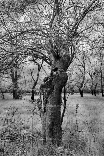 Baumskulptur | Baumskulptur | Skulptur der Natur | Schwanheimer Dünen, Frankfurt