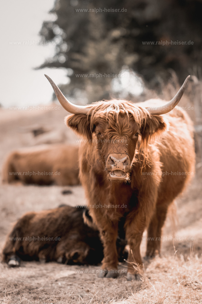 IMG_2313_01 | Wandbilder, Bilder, Fotograf in Marburg, Tierbilder, Wandfotos, Bilder Shop, Günstige Bilder, Schwarz-Weiß Bilder, Ralph Heiser