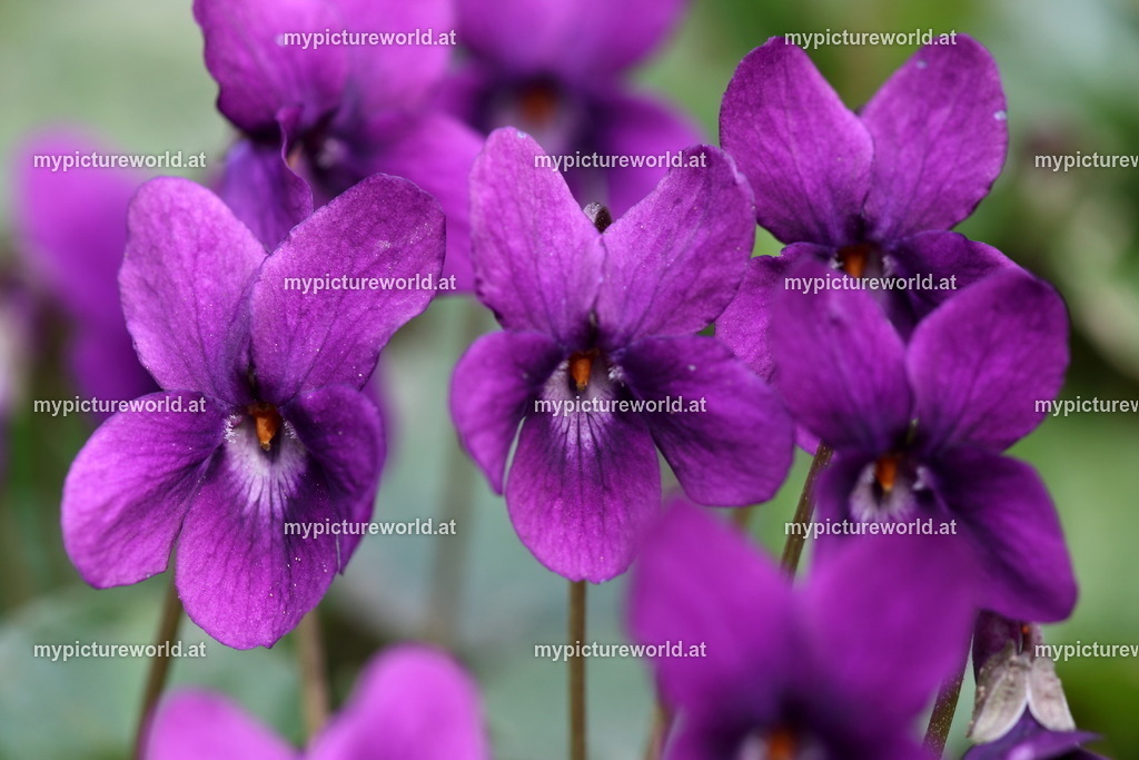 Adria-Veilchen-005 | Das Bilderarchiv über Tiere, Planzen und Landschaften. In der Bilddatenbank finden Sie ein große Auswahl an hochwertigen Bilder für Ihre Werbung - Realisiert mit Pictrs.com