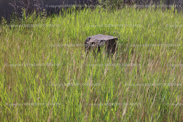 1H0A5928 | Eine Hommage an Bremen. Einzigartige Fotografien und Drohnenaufnahmen von Bremer Fotografen zum Staunen und auch zum Kaufen.