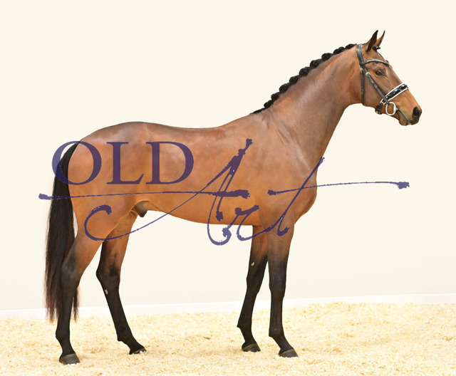 49 Vanderbilt DE433330852020 HM Vitalis - Desperado - Sandro Hit_49 | <meta name="description" content="★Offizieller Merchandise und Foto-/Videostore des Oldenburger Verbandes.★ ✅Jetzt auch digital Ausdrucke erhältlich." />
<meta name="keywords" content="Merchandise Foto-/Videostore Oldenburger Verband Photographie 