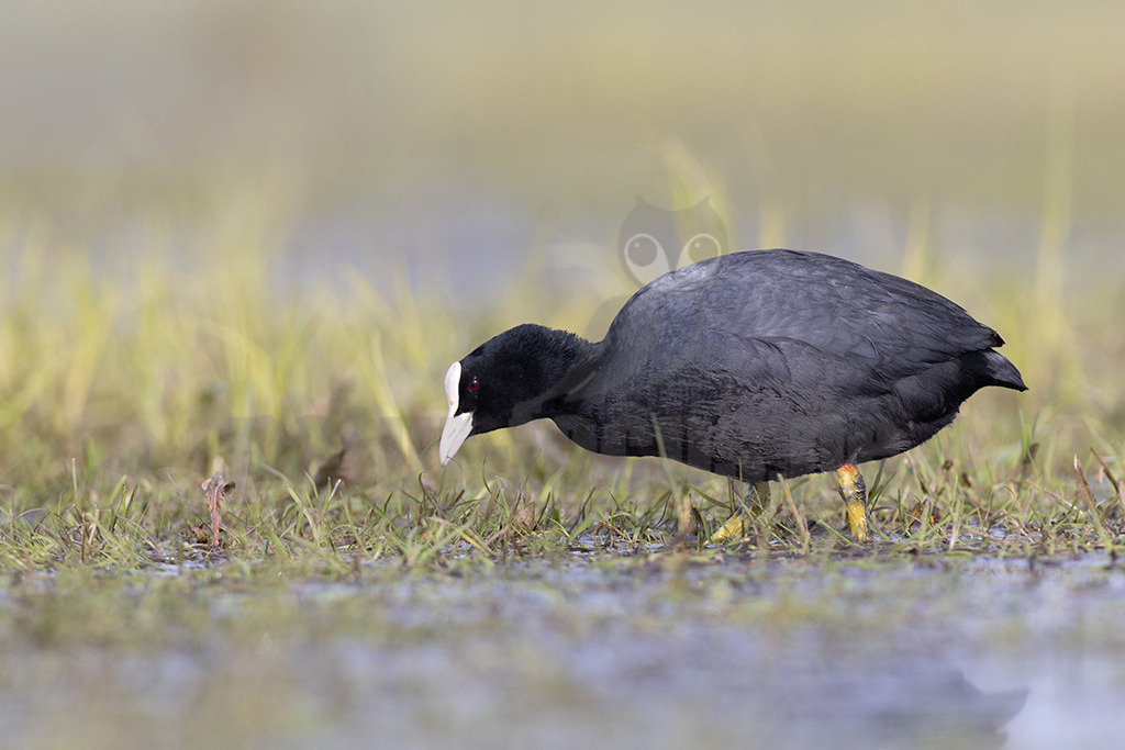 20220412083236 | Das Blässhuhn (Fulica atra) ist eine mittelgroße Vogelart der Gattung der Blässhühner (Fulica) aus der Familie der Rallen (Rallidae), die als einer der häufigsten Wasservögel bevorzugt auf nährstoffreichen Gewässern anzutreffen ist. Die Art ist über große Teile Eurasiens verbreitet und kommt darüber hinaus in Australasien vor. - Realisiert mit Pictrs.com