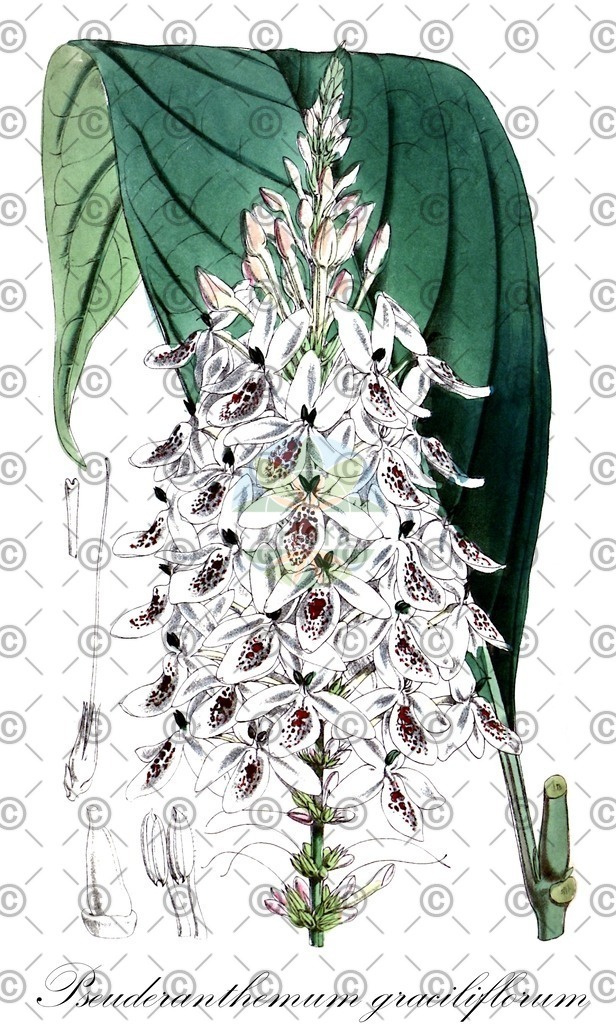 HistAbb_wfo-0000283847_1_ENZY_Simple | Historische Abbildung von Pseuderanthemum graciliflorum - Acanthaceae | Historical Illustration of Pseuderanthemum graciliflorum - Acanthaceae