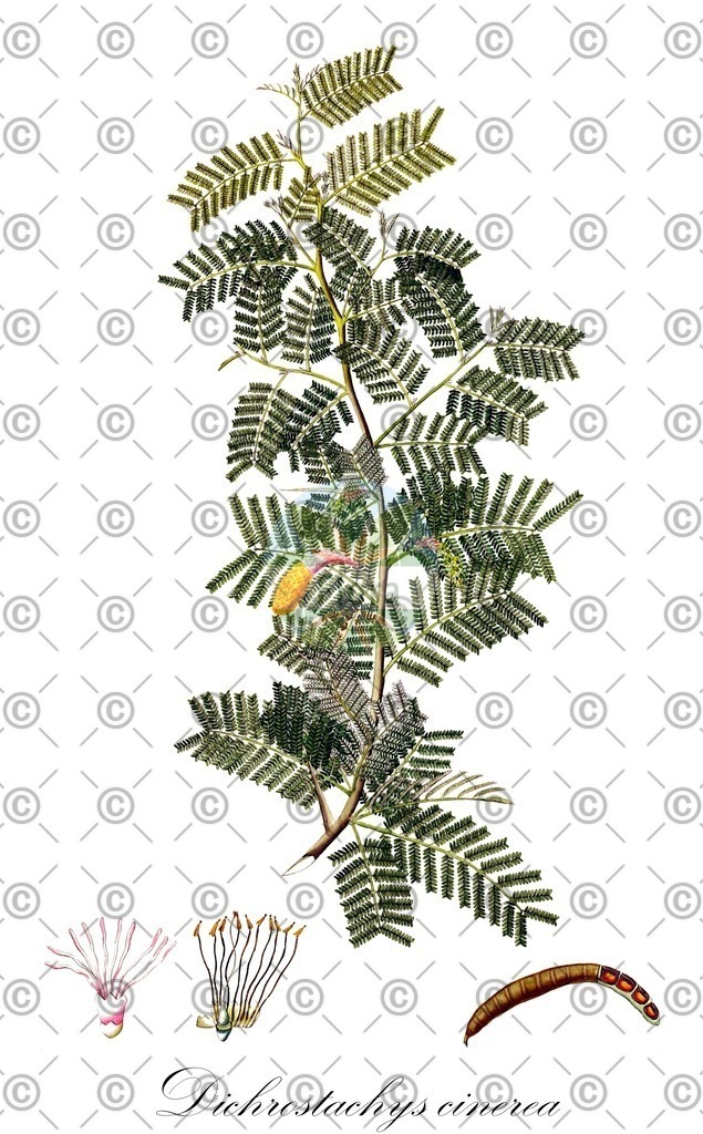 HistAbb_wfo-0001112345_1_ENZY_Simple | Historische Abbildung von Dichrostachys cinerea - Fabaceae | Historical Illustration of Dichrostachys cinerea - Fabaceae