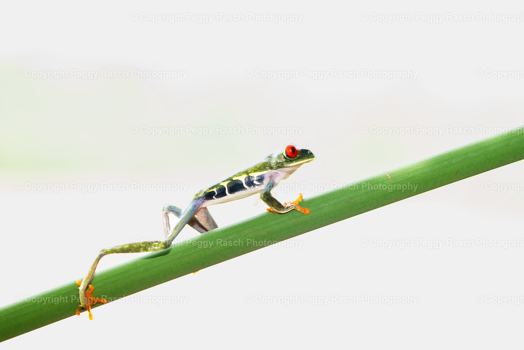 Frösche (23) | PeggyRaschPhotography - Realisiert mit Pictrs.com