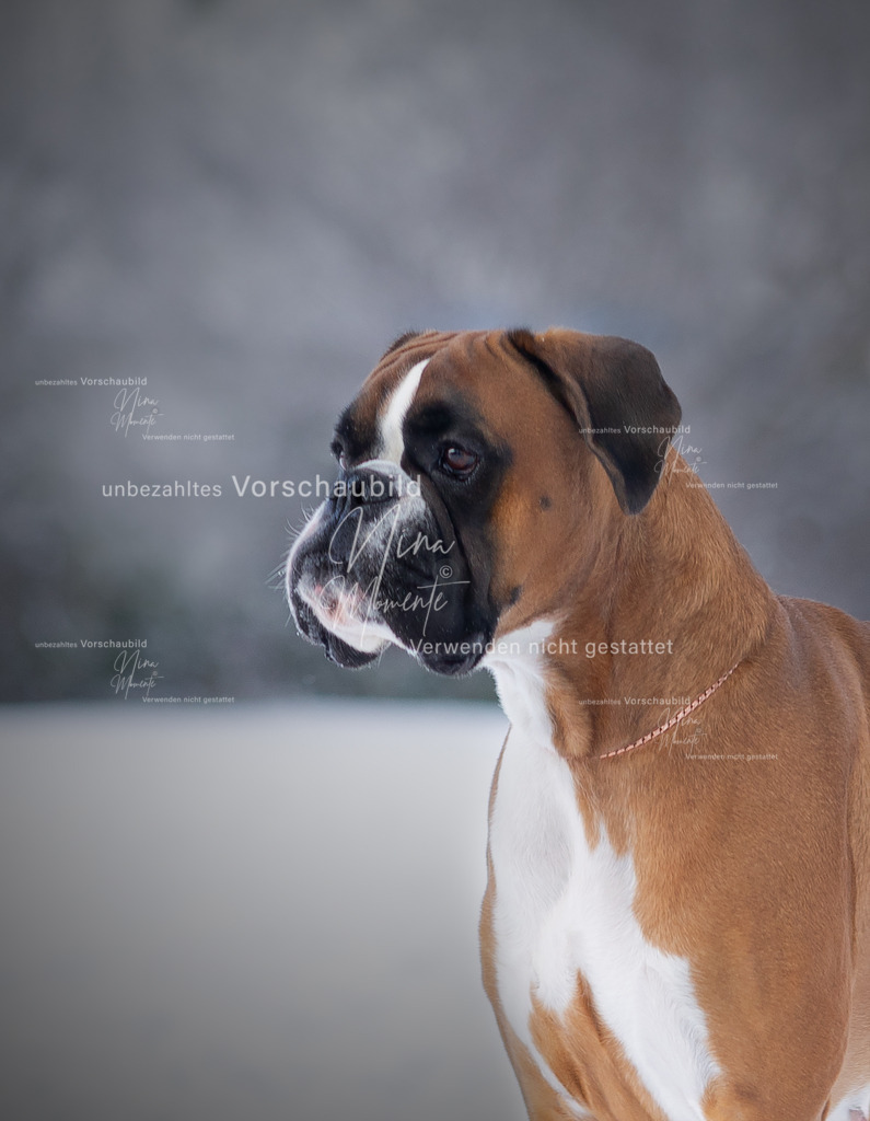 _16A3168-1-O | Einzigartige Fotos von Hunden & Menschen –Actionfotos, Portraits, Vereinsaufnahmen & Paarshootings – authentisch, lebendig & mit Herz.