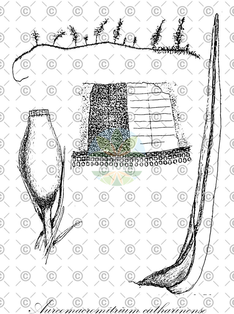 HistAbb_777_1_SIMPLE | Historische Abbildung von Aureomacromitrium catharinense - Orthotrichaceae | Historical Illustration of Aureomacromitrium catharinense - Orthotrichaceae