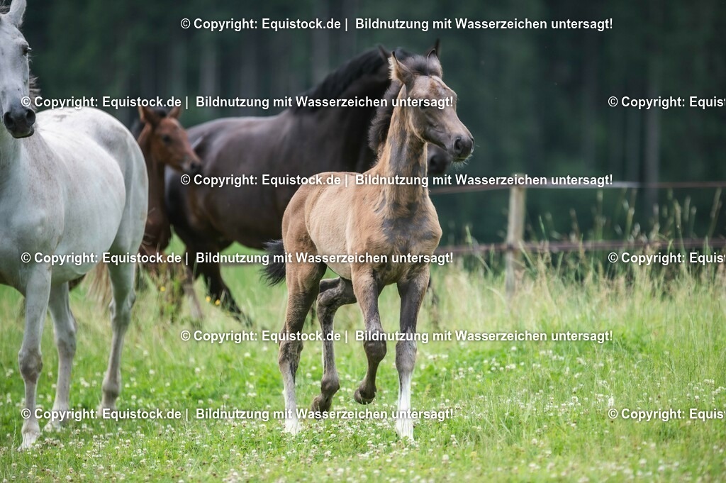 20210623_Fohlen_0473 | Foto: Thomas Hartig