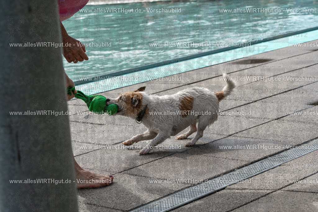 Hundeschwimmen_Volksbad_2026-allesWIRTHgut_Tierfotografie-2609061503-FAY07081 | Professionelle Tierfotografie in Mönchengladbach von Daniel Wirth (allesWIRTHgut). Liebevolle & natürliche Bilder von Hunden & Katzen für unvergessliche Erinnerungen.