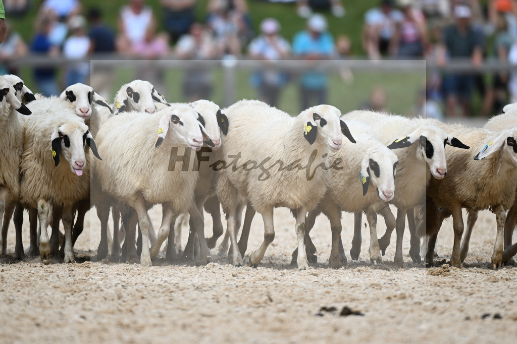 Unsere Schafe_36240540 | hf-fotografie - Realisiert mit Pictrs.com