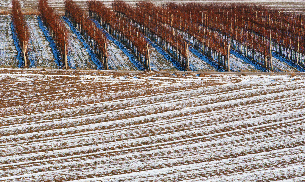 Weinberg verschneit | Enzersfeld, Austria: verschneite Ackerlandschaft, im Hintergrund ein Weinberg. - Realisiert mit Pictrs.com