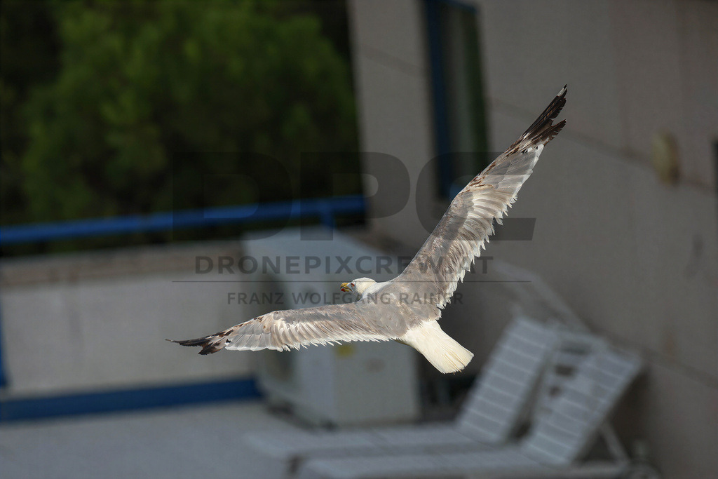 Yellow-legged Gull (Larus michahellis) | Yellow-legged Gull (Larus michahellis), a large gull species commonly found along Mediterranean coasts, rocky shorelines, harbours and coastal areas. - Realisiert mit Pictrs.com