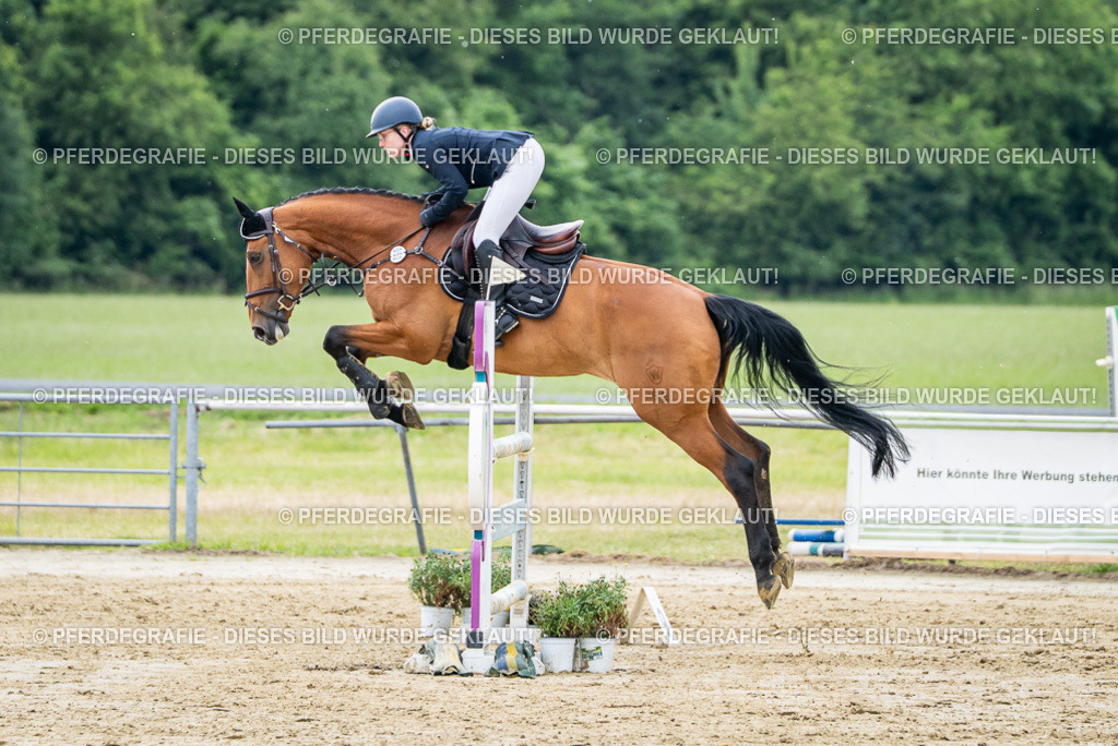 DSC04750 | Pferdegrafie