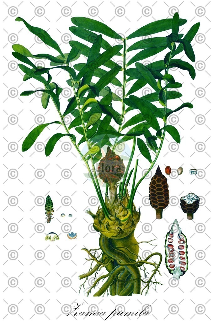 HistAbb_wfo-1000008646_1_ENZY_Simple | Historische Abbildung von Zamia pumila - Zamiaceae | Historical Illustration of Zamia pumila - Zamiaceae (coontie)