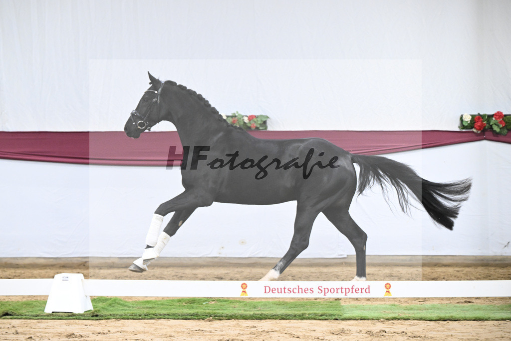 Kat-Nr. 55 Dream Royal x Fleury_Martina Breitner-Roetzer_47252071 | hf-fotografie - Realisiert mit Pictrs.com