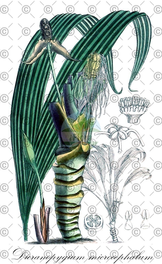 HistAbb_wfo-0001296797_1_ENZY_Simple | Historische Abbildung von Dicranopygium microcephalum - Cyclanthaceae | Historical Illustration of Dicranopygium microcephalum - Cyclanthaceae