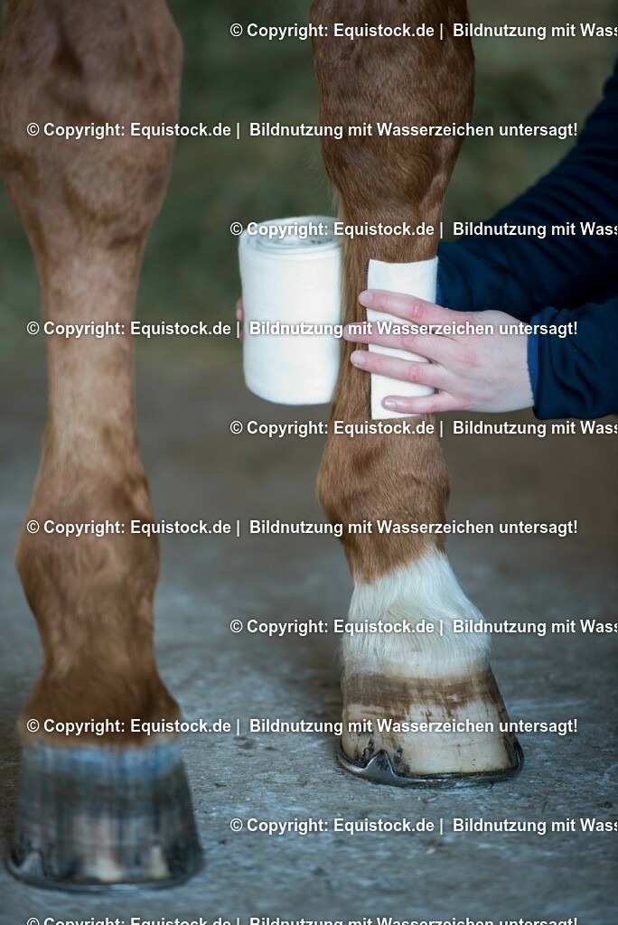 20160120_Bandagieren_0001 | equistock