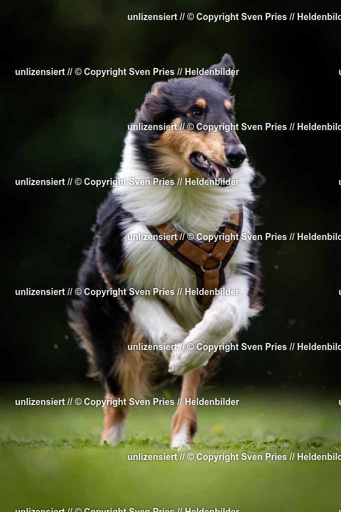 Sven Pries | 19. Allgemeines Hunderennen Karlsruhe Durlach - Realisiert mit Pictrs.com
