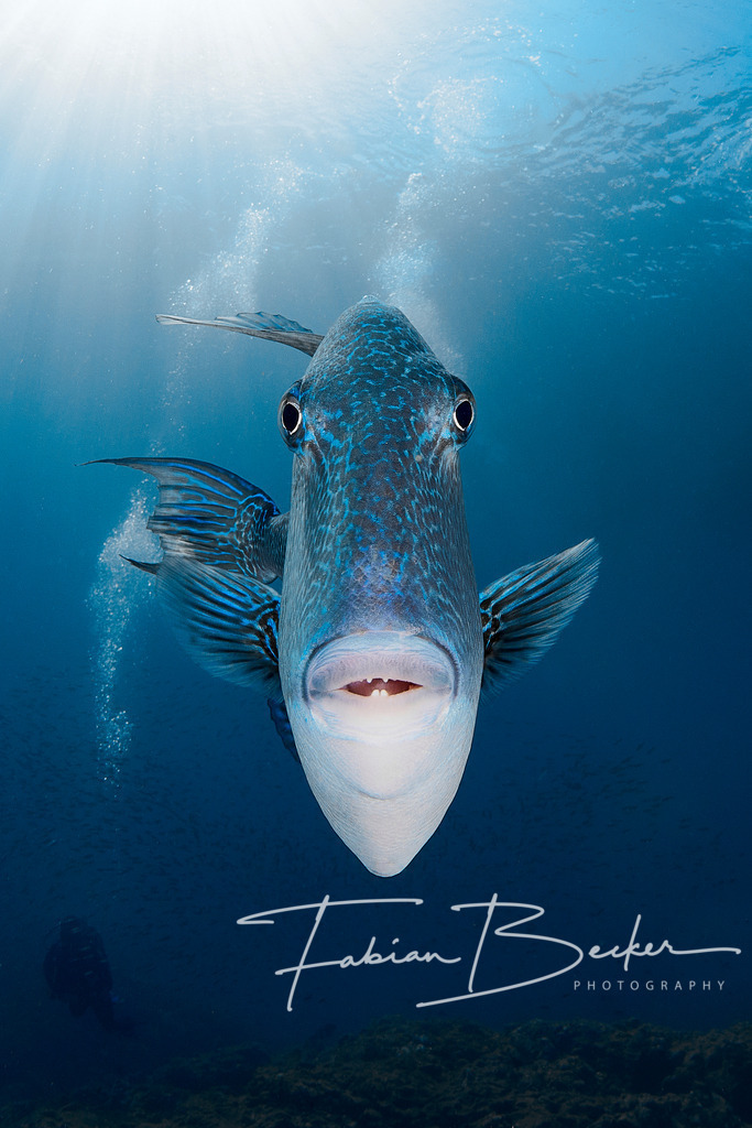 Drohung | Einzigartige Wandbilder von faszinierenden Unterwasserwelten. Exklusive Kunst für Empfangsbereiche, Wohnraum oder Wartezimmer. - Realisiert mit Pictrs.com