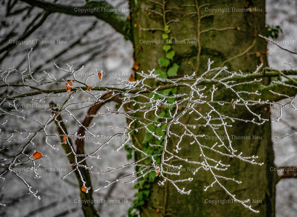 DSC_0999 | , Winterimpressionen, Hessische Bergstraße, Blätter mit Schnee, ,, Bild: Thomas Neu