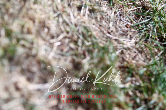 DKP42532 | Turniersportfotografie; Pferdefotografie; Dressurfotografie