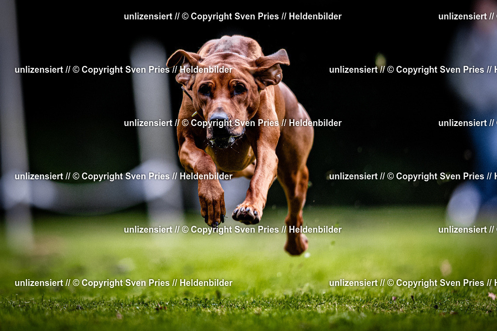 Sven Pries | 2025-10-03 - Hunderennen Obergrombach - Realisiert mit Pictrs.com