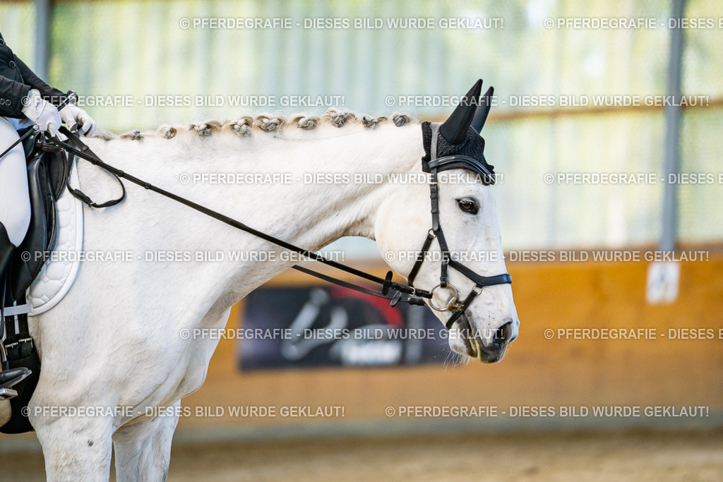 DSC06280 | Pferdegrafie